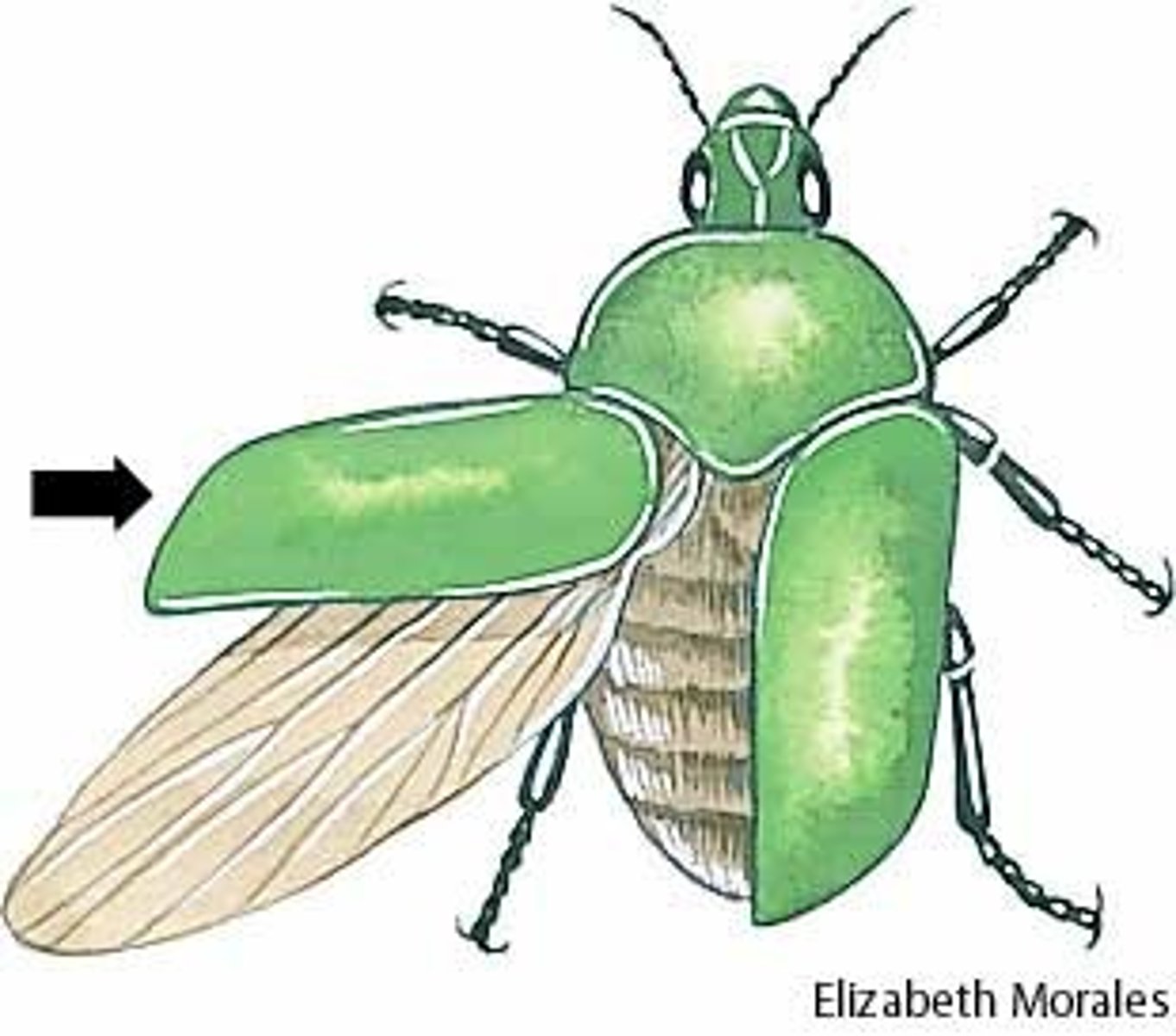 <p>Coleoptera</p>