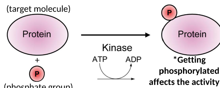 <p>-protein </p><p>-phosphate group(taken from ATP)  </p><p>-behavior </p><p></p>