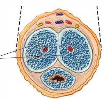 <p>Corpora cavernosa</p>