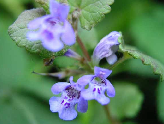 Which herbaceous dicot family has square stem, opposite leaves, aromatic, fused flower, 4 stamen? e.g. lavender, basil, oregano