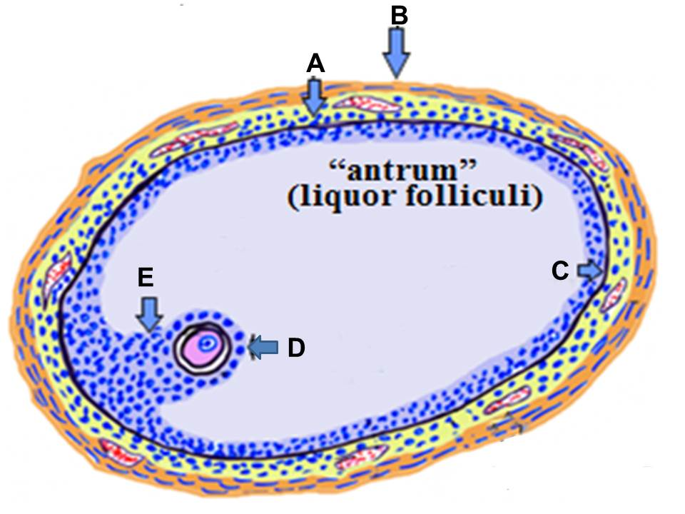 <p><span>Match the structures indicated by the lettered arrows with the correct identification.</span></p><p><span>a) corpora albicans</span></p><p><span>b) corpus luteum</span></p><p><span>c) theca interna</span></p><p><span>d) atretic layer</span></p><p><span>e) cumulus oophorus</span></p><p><span>f) theca externa</span></p><p><span>g) corona radiata</span></p><p><span>h) basement membrane</span></p>