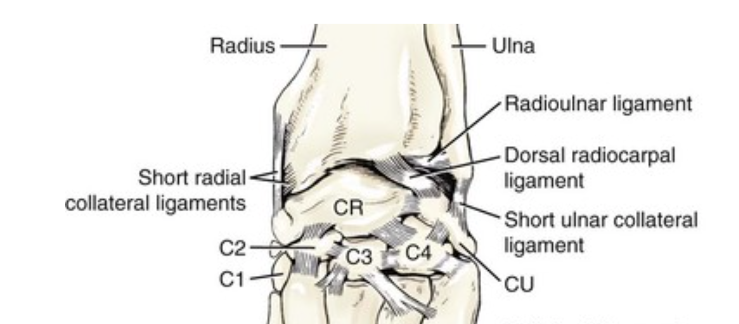 <p><strong><mark data-color="unset" style="background-color: unset; color: inherit">the complex joint in the forelimb of animals, commonly known as the wrist or "knee" in some species, which is crucial for weight-bearing, flexibility, and locomotion</mark></strong>. This anatomical region is composed of multiple small carpal bones arranged in proximal and distal rows, along with associated ligaments, tendons, and synovial joints, and is susceptible to injuries like fractures, sprains, and hyperextension due to trauma or overuse. Usually 8 bones (2 rows of 4). Some animals have one fused bone. Some have fewer</p>