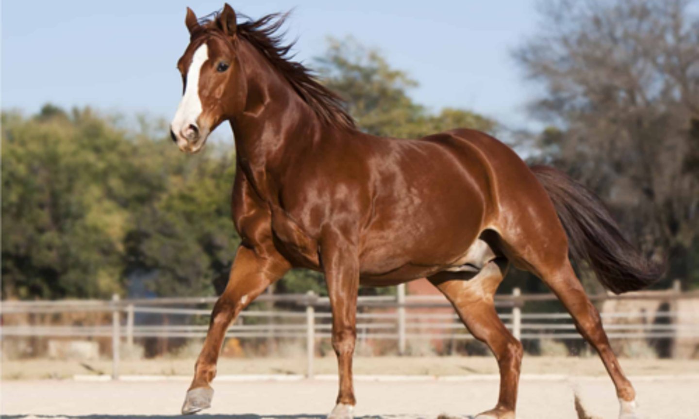 <p>what horse breed is this?</p>