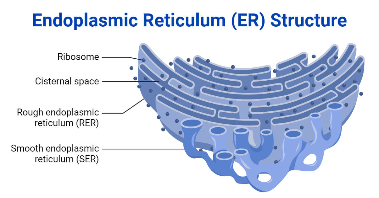 <ul><li><p>made up of membranes, flattened sacs, and vesicles </p></li><li><p>provides a tubular transport system inside the cell</p></li><li><p>functions as a transport network throughout the cell</p></li></ul><p></p>