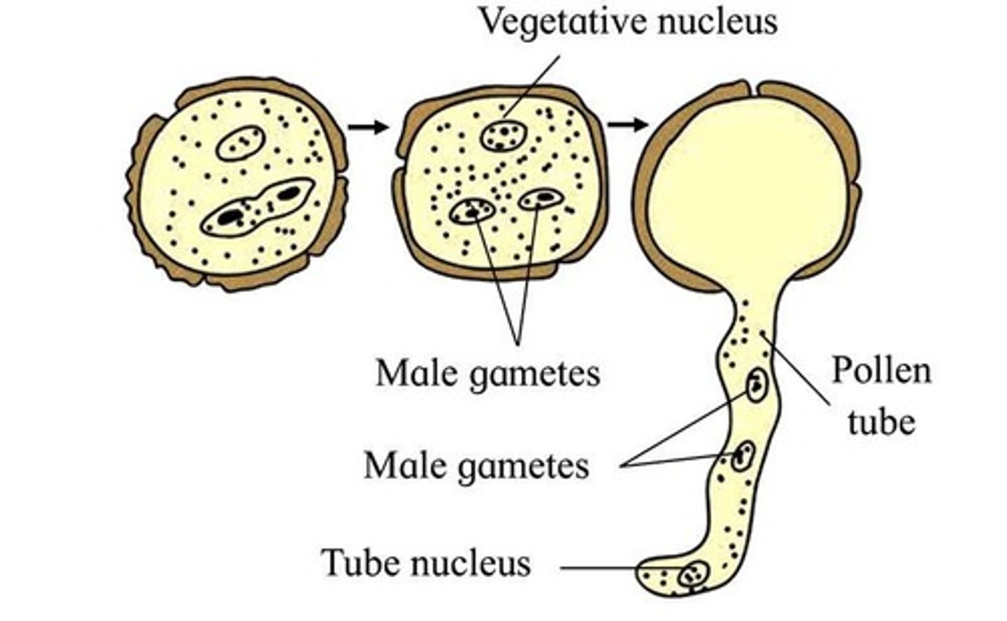 <p>The pollen tube begins to form, and the generative cell divides into two sperm cells.</p>
