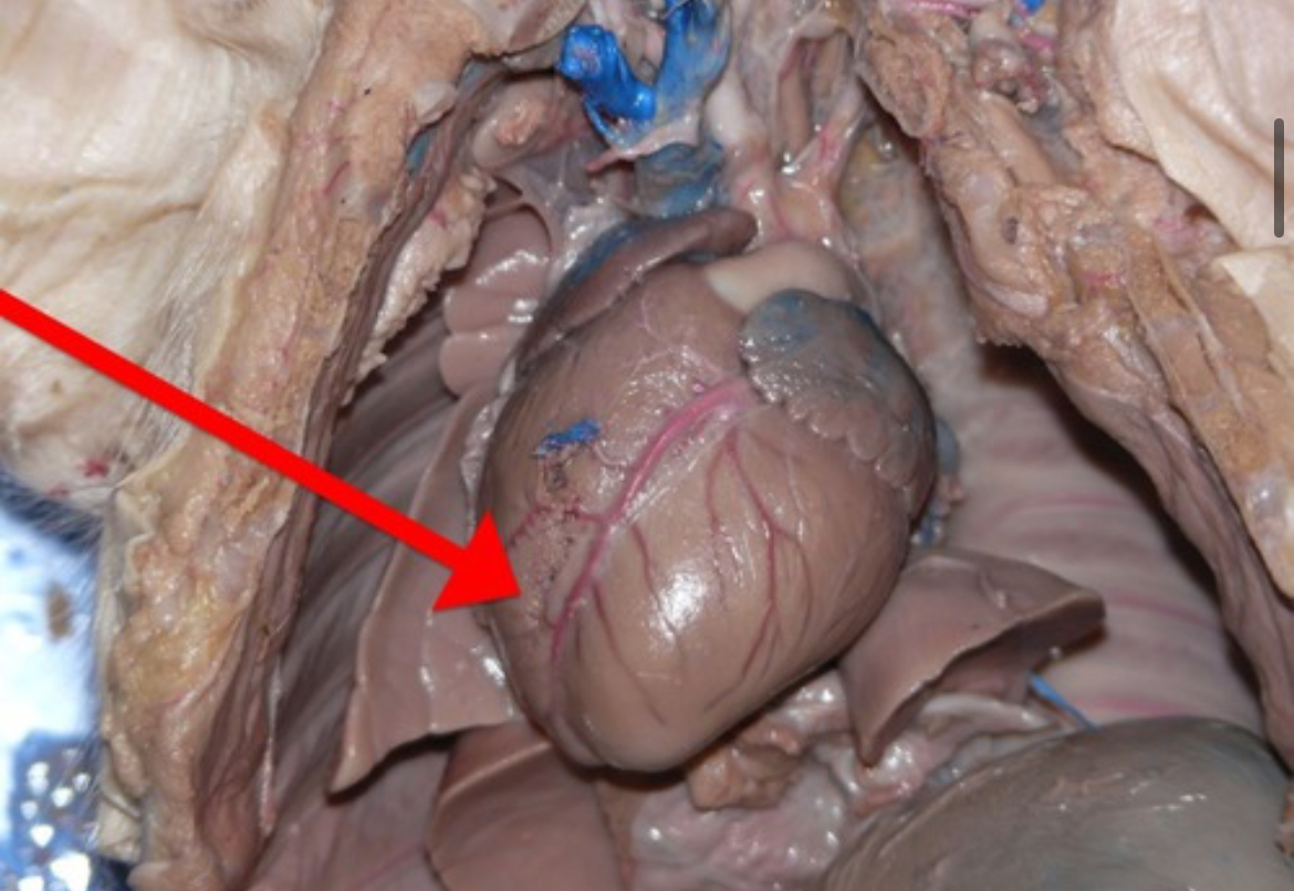 <p>Pumps deoxygenated blood from the right atrium into the pulmonary artery.</p>