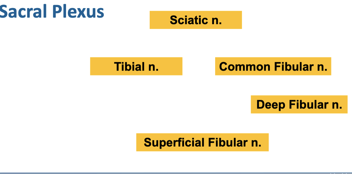 <ul><li><p><strong>Sciatic nerve</strong> → largest nerve in the body, posterior thigh &amp; leg</p><ul><li><p><strong>Tibial nerve</strong> → posterior leg &amp; plantar foot</p></li><li><p><strong>Common fibular (peroneal) nerve</strong> → lateral &amp; anterior leg</p><ul><li><p><strong>Superficial fibular nerve</strong> → lateral leg muscles, dorsum of foot</p></li><li><p><strong>Deep fibular nerve</strong> → anterior leg muscles, skin between first two toes</p></li></ul></li></ul></li></ul><p></p>