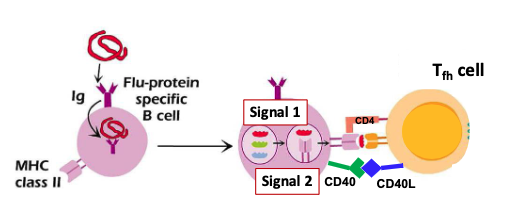 <ol><li><p><span>B cells present peptides from</span><br><span>proteins internalized via BCR</span></p></li><li><p><span>Full B cell activation needs a second signal from a T cell</span></p></li><li><p><span>B receives second signal from CD40-CD40L interaction</span></p></li></ol><p></p>