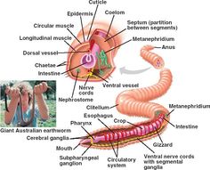 <p>1mm-3 meters, asexual and sexual reproduction, terrestial,freshwater, and marine</p>