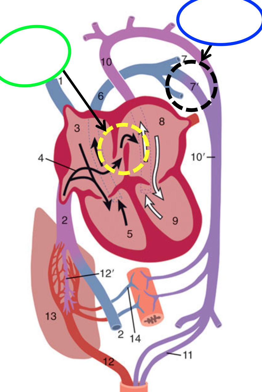 YELLOW DOTTED- open flap from when we were a fetus with not functioning lungs  (skips ventricle since it doesn't need  to delivery blood to lungs)