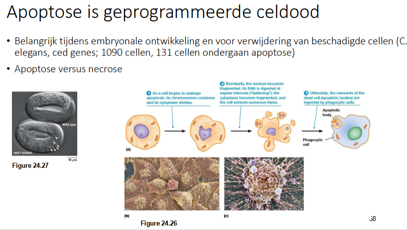 <p>Het chromatine van de cel condenseert en cytoplasma wordt kleiner.</p><p>Er worden vesikels (apoptotic bodies gevormd)</p><p>Apoptotic bodies worden opgeruimd door fagocytose (bv door een macrofaag). </p><p>Een vb van apoptose is het ontstaan van vingers</p>