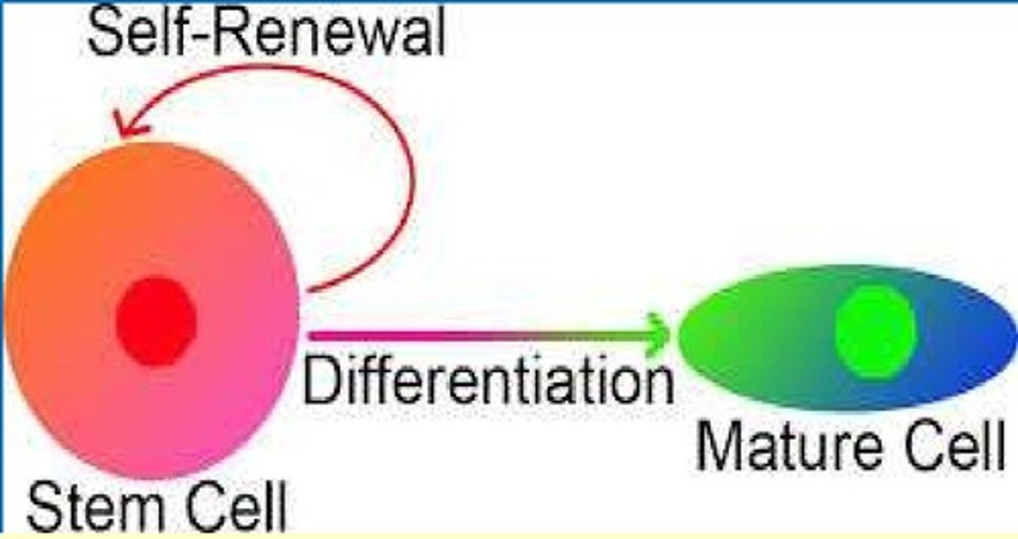 <p>Unspecialized cell that can give rise to one or more types of specialized cells</p>