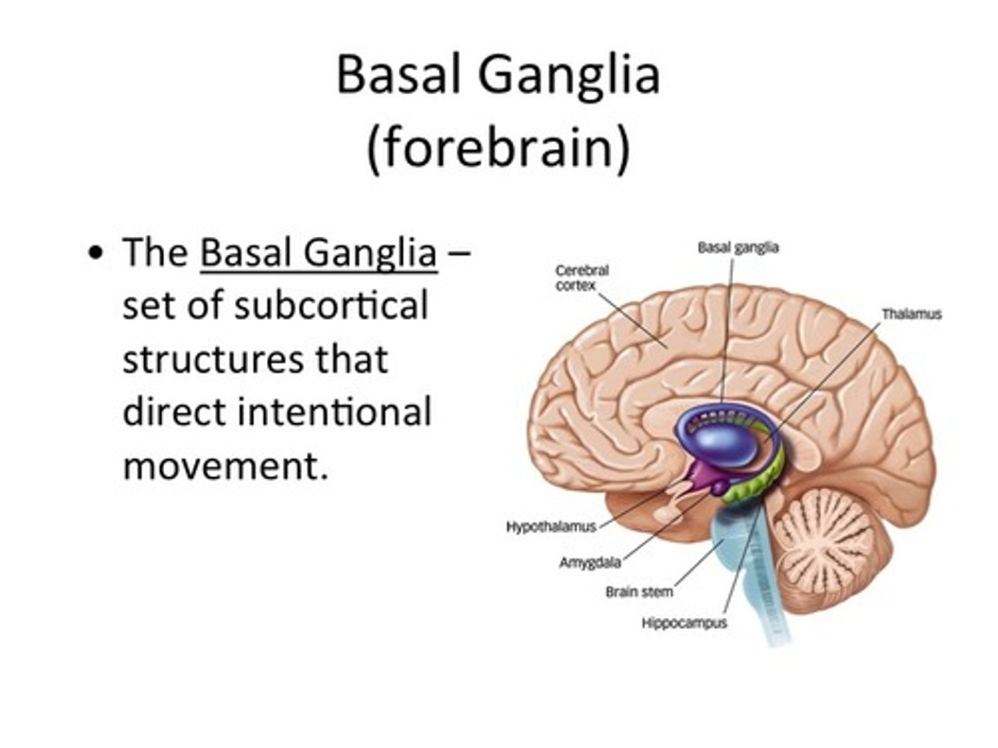 <p>a set of subcortical structures that directs intentional movements</p>