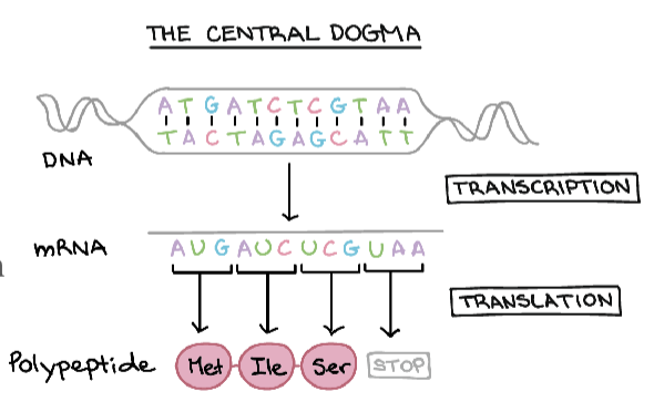 <p>central dogma</p>