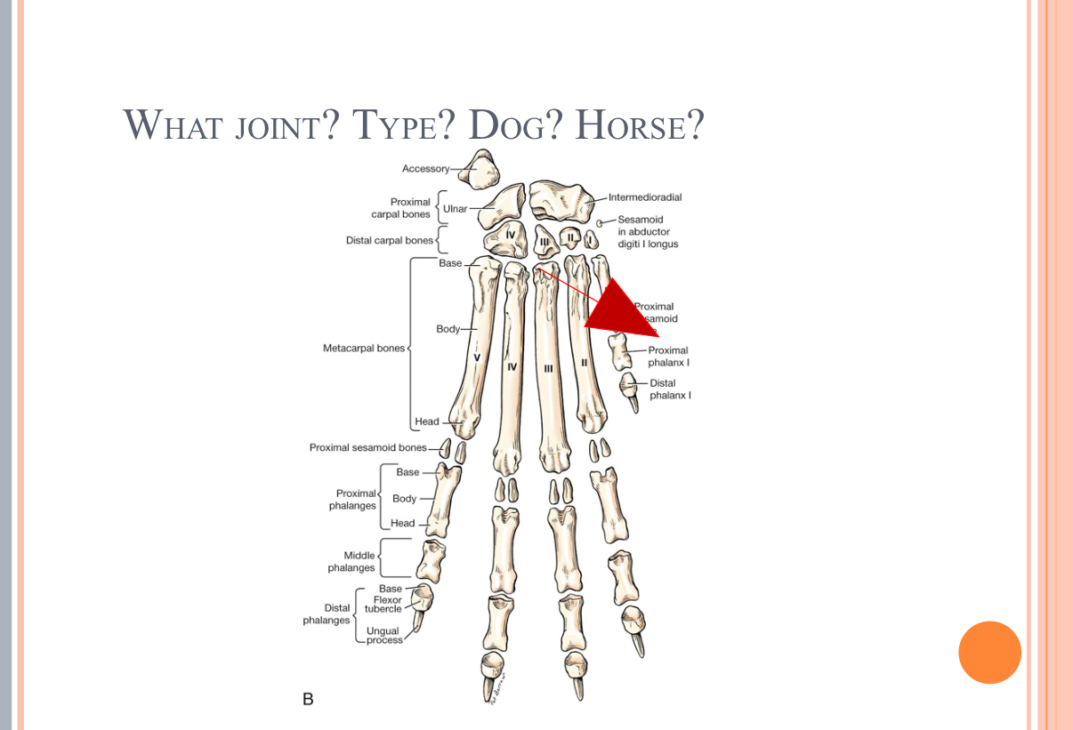 <p>What Type of Joint?</p>