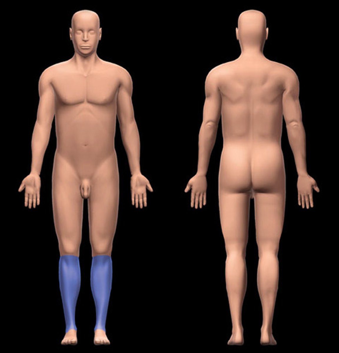 <p>-Location:</p><p>Leg (anterior)</p><p>-Description:</p><p>Subdivision of leg</p><p>Includes anterior and lateral muscular compartments</p><p>Anterior border of shaft of tibia (shin) is subcutaneous</p><p>Skin, muscles, tendons, nerves, and vessels anterior to intermuscular septum of leg and interosseous membrane of leg</p>