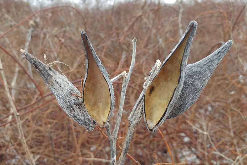 <p><strong>Leaf Arrangement:</strong><span><span> </span></span>Opposite<br><strong>Leaf Shape:</strong><span><span> </span></span>Elliptic<span><span> , </span></span>Lanceolate<span><span> , </span></span>Oblong<span><span> , </span></span>Ovate<br><strong>Inflorescence:</strong><span><span> </span></span>Umbel<br><strong>Fruit Type:</strong><span><span> </span></span>Follicle<br><strong>Size Notes:</strong><span><span> Typically 3-5 feet (90-150 cm) but can reach 8 feet (240 cm) in ditches and gardens. </span></span><br><strong>Leaf:</strong><span><span> 4-7 1/2 in (10-19 cm) long and 2-4 1/3 in (5-11 cm) wide. Shape is variable and is described as </span></span>ovate<span><span>, </span></span>oblong<span><span>, </span></span>lanceolate<span><span> or elliptic. The rich dark green of the top of the leaves contrasts with a lighter green on the underside. Leaf pairs often perpendicular to each other with short petioles. </span></span><br><strong>Flower:</strong><span><span> Slightly </span></span>pendulous<span><span> spherical umbels with as many as 100 flowers per </span></span>umbel<span><span>, but usually 30+/- flowers. 3+/- umbels per stem. Pedicels are 1 1/2 in (4 cm) long. Petals up to 1/3 in (9mm) long. Hoods and horns are white or purple. </span></span>Corolla<span><span> reflexes backward to expose the hoods and horns. Horn protrudes through the hoods. </span></span><br><strong>Fruit:</strong><span><span> Follicles approximately 3 1/2 in (9 cm) long to 1 2/3 in (4 cm) at the widest point. </span></span>Fruit<span><span> color is grayish and is thick at the base and tapers down to a narrow tip. Follicles are covered with hair and soft spikes. Fruits split open between September-October.</span></span></p>