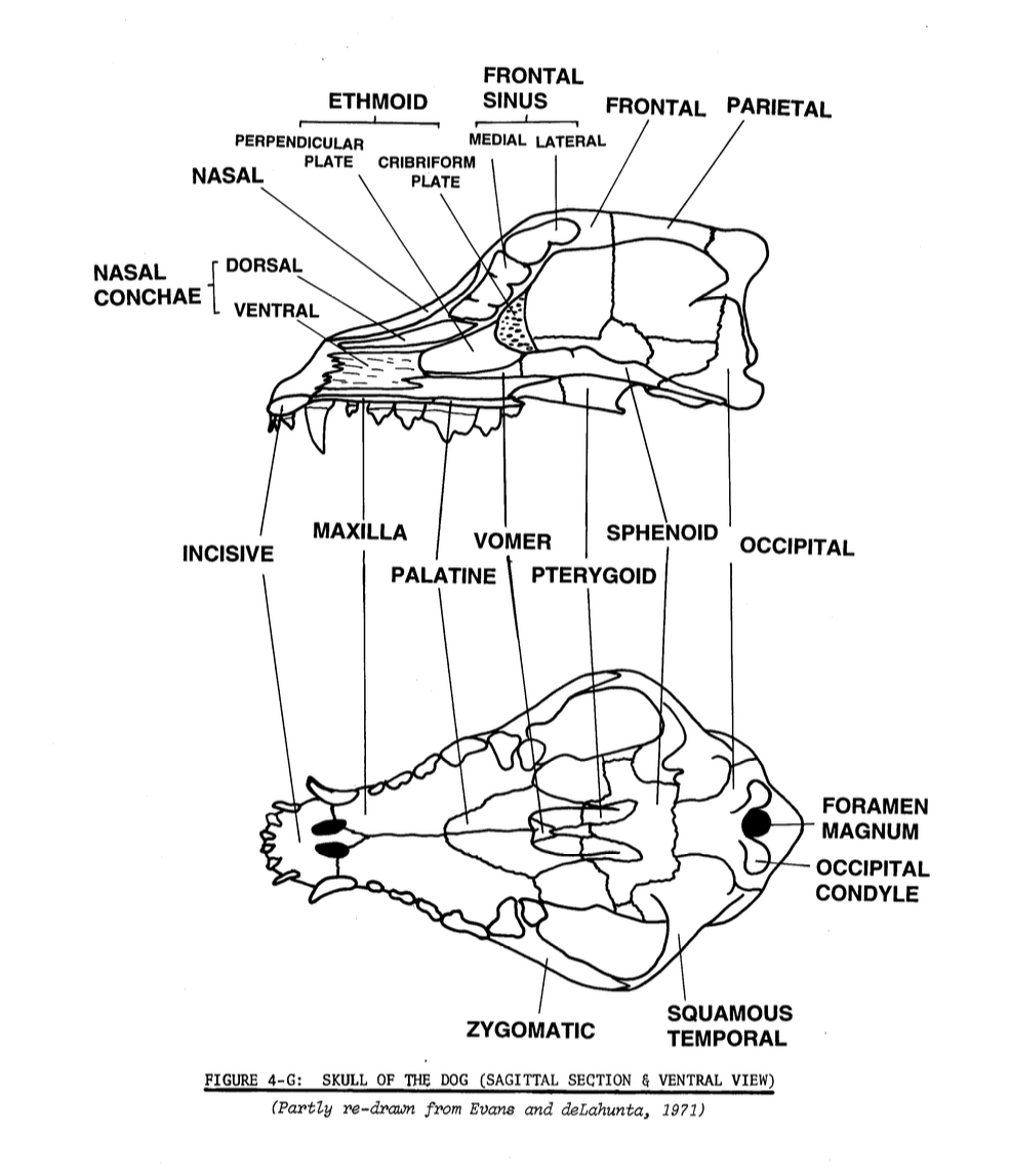 <p>Facial bones</p>