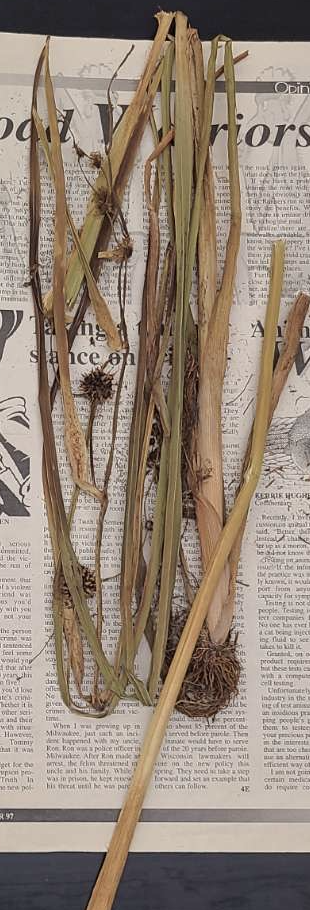 <p>plant?</p>