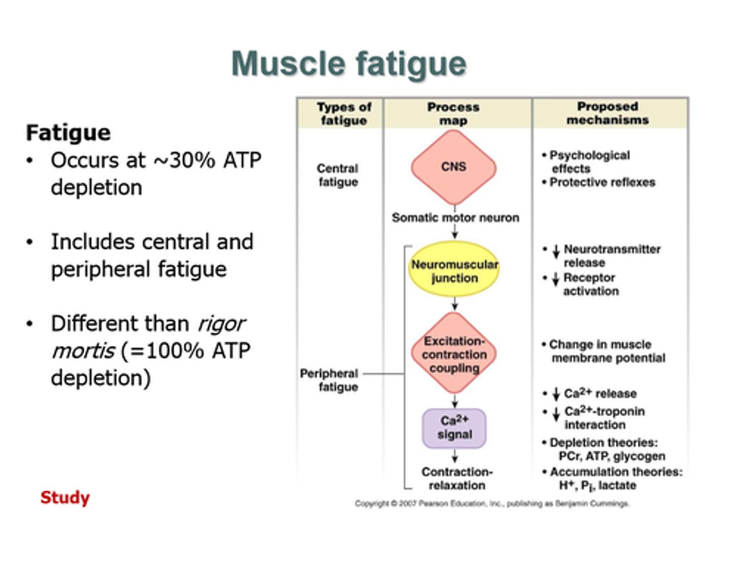 <p>1) psychological - lacks motivation or confidence<br>2) muscular- ATP depletion and/or muscle damage<br>3) synaptic - not enough ACh</p>