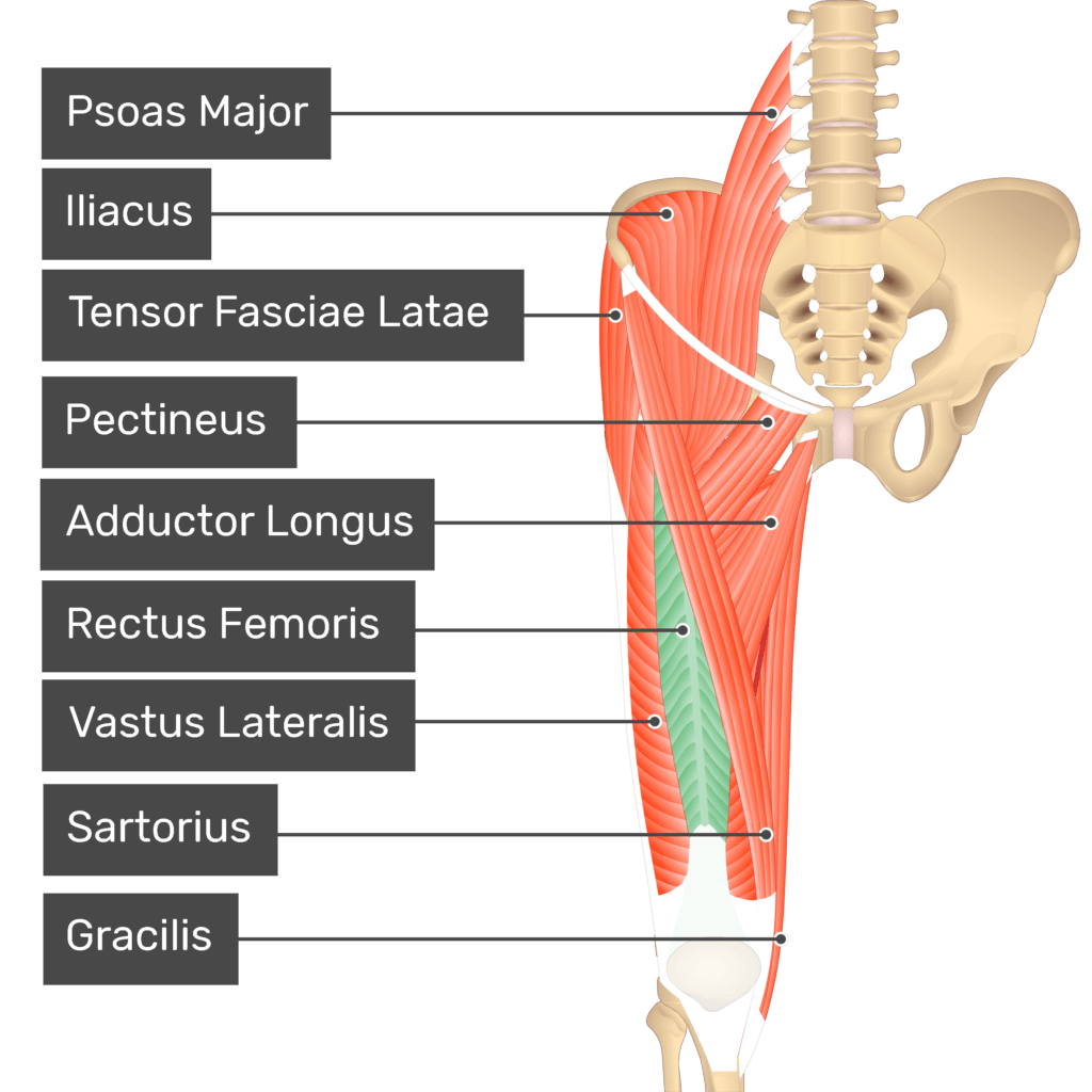 <p>Rectus femoris</p>
