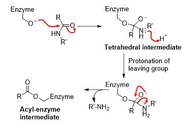 <ul><li><p><span><span>Deprotonated nucleophile adds to carbonyl group.</span></span></p></li><li><p><span><span>Tetrahedral intermediate is transiently formed.</span></span></p></li><li><p><span><span>Leaving group is protonated (-NH</span><sub><span>2</span></sub><span> produced).</span></span></p></li></ul><p></p>