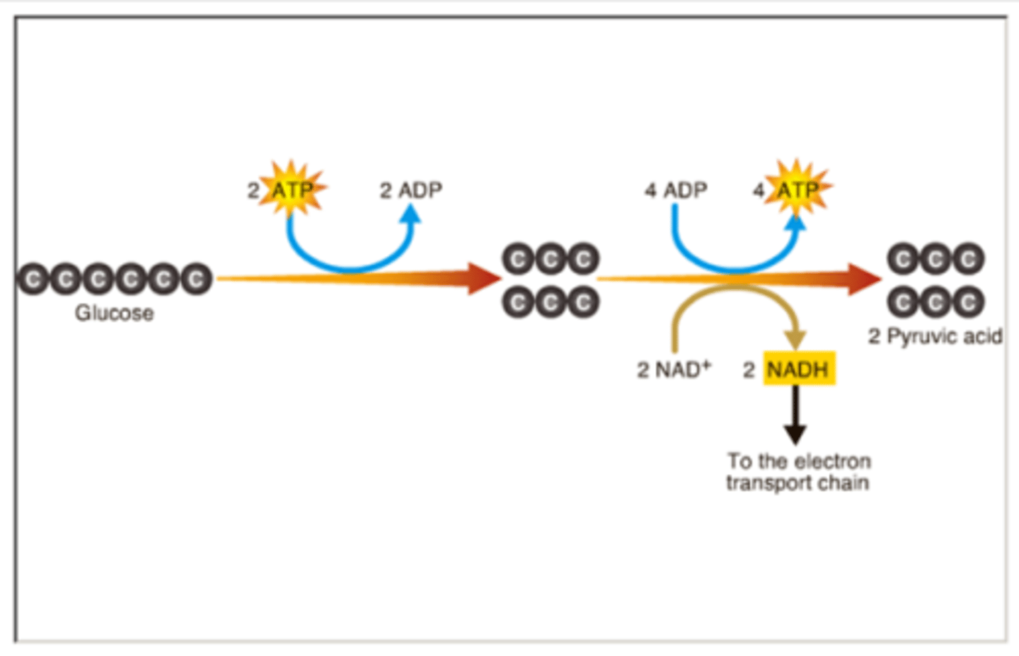 <p>first step in releasing the energy of glucose and occurs in the cytosol; in which a molecule of glucose is broken into two molecules of pyruvate molecules. making 2 ATP and 2 NADH per glucuse</p>