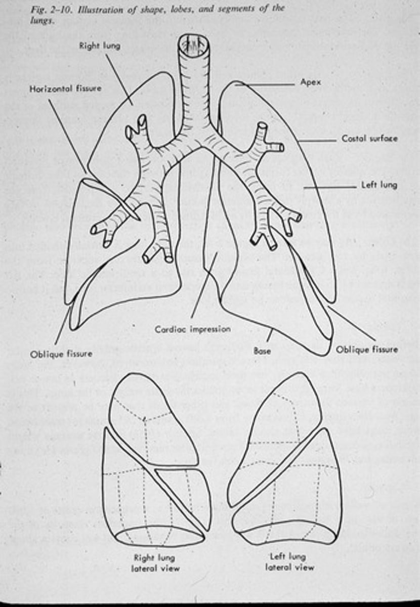 <p>The right lung has 3 lobes, while the left lung has 2 lobes.</p>