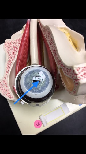 knowt flashcard image