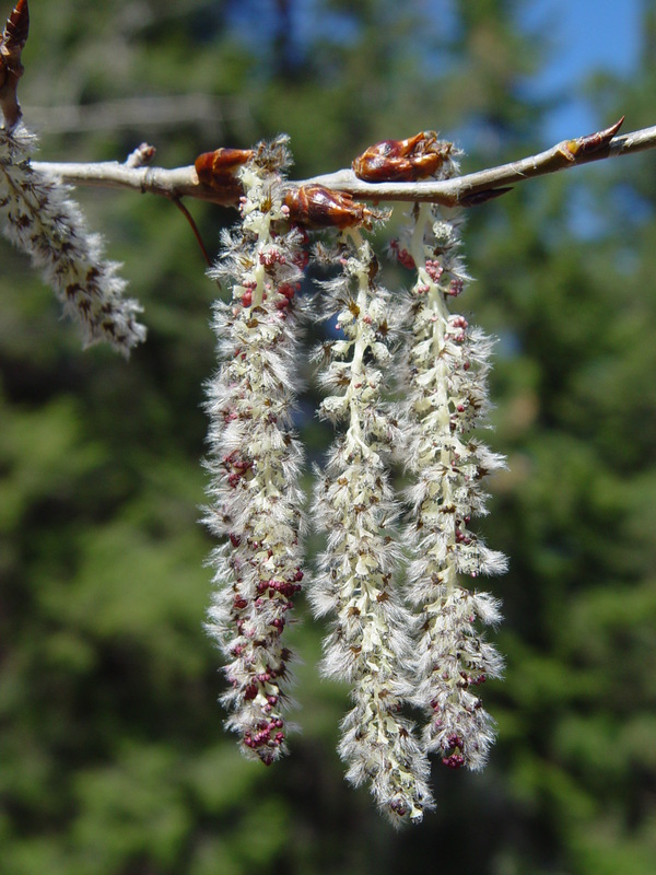 <p>Name this tree (scientific + common name)</p>