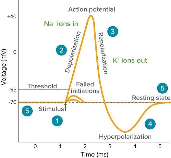 <p>depolarization</p>