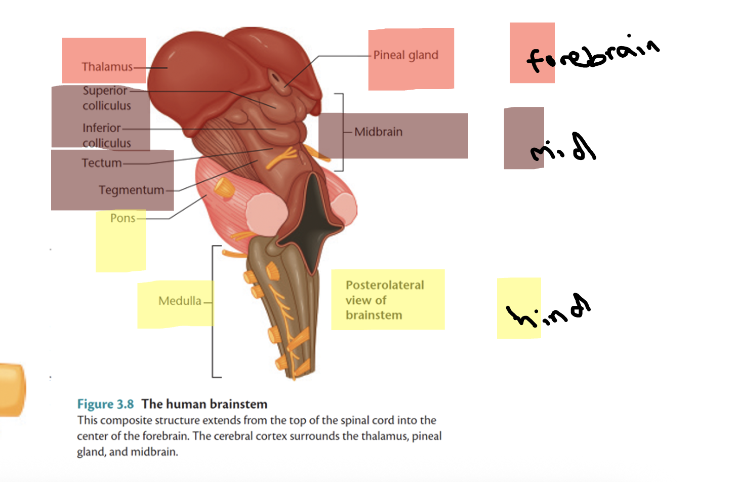 <p><span style="font-family: &quot;Aptos Narrow&quot;, sans-serif; color: #d0c526"><strong>Medulla, pons, and cerebellum</strong></span><span style="font-family: &quot;Aptos Narrow&quot;, sans-serif">. Controls vital reflexes such as: </span><span><strong>breathing, heart rate, vomiting, salivation, coughing, sneezing</strong></span><span style="font-family: &quot;Aptos Narrow&quot;, sans-serif"><strong>.</strong></span></p><p></p>