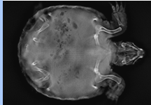 <p>Clinical use of Adaptix - Exotics </p>