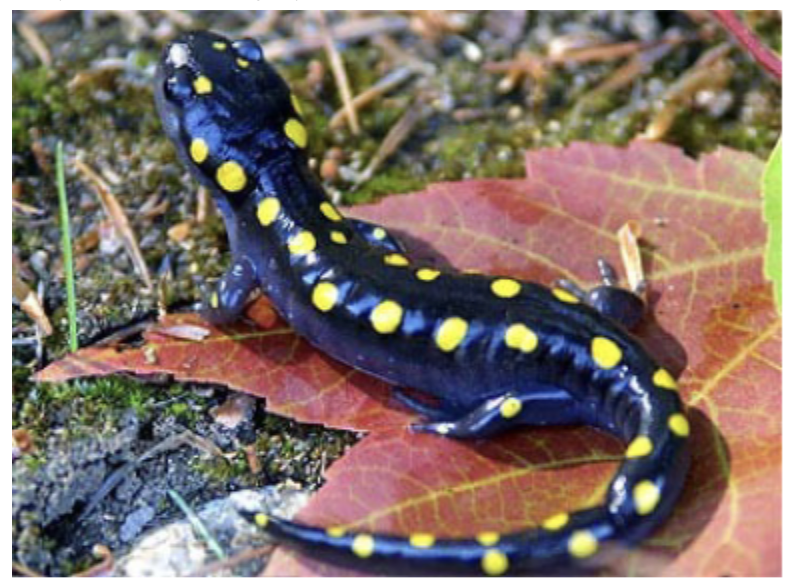 <p>spotted salamander</p>