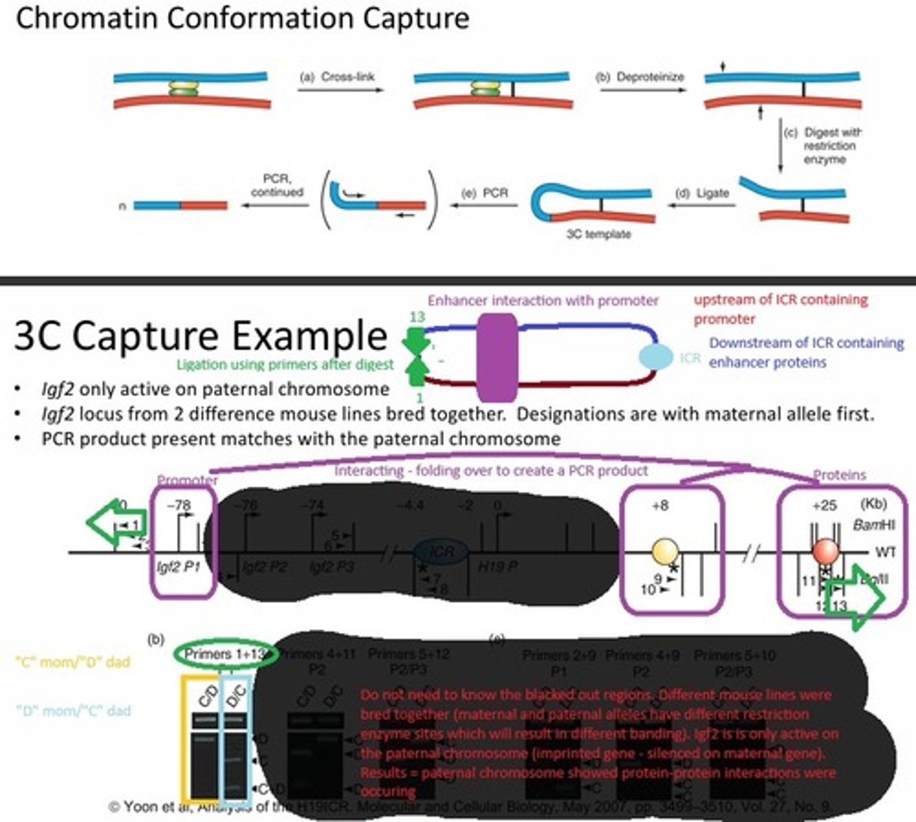 <p>The DNA was cross-linked, which would help hold the DNA together where the protein-protein interactions were occurring. Then the DNA was deproteinated and digested but the regions where the proteins were interacting remained connected via the crosslink. Those two sections of DNA were ligated together and PCR was performed. If a product is formed, then the enhancer and promoter are in close proximity and more product means more interactions are occurring</p>