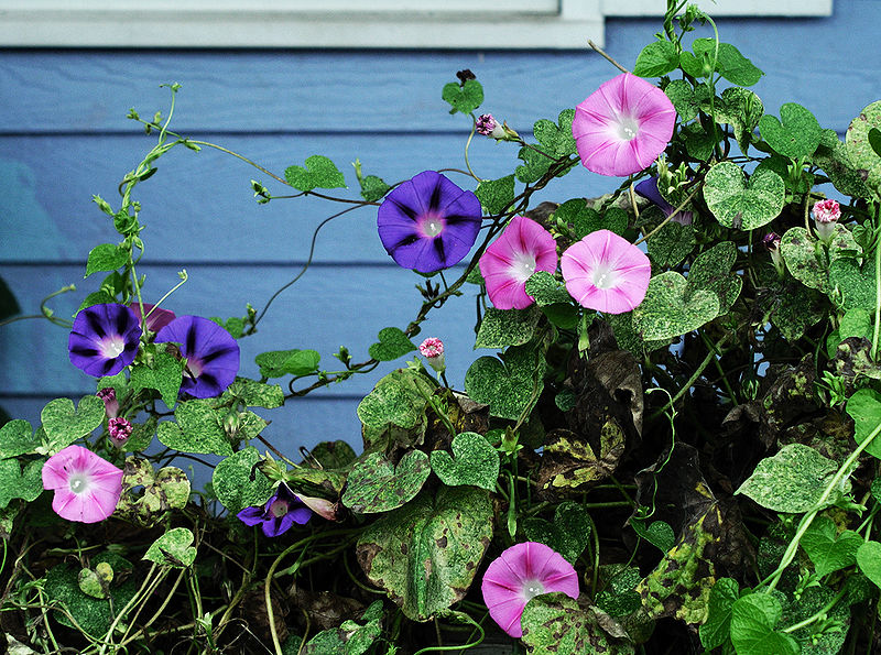 <p>What is the scientific name for common morning glory/purple morning glory?</p>