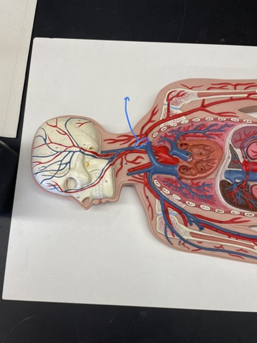 <p>Supplies blood to the spinal column and brain.</p>