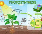 <p>Photosynthesis is a process used by plants to create ATP and/or NADPH (energy). To do this, they use a combination of chlorophyll, water, and CO2. Oxygen is also created as a byproduct of photosynthesis.</p>