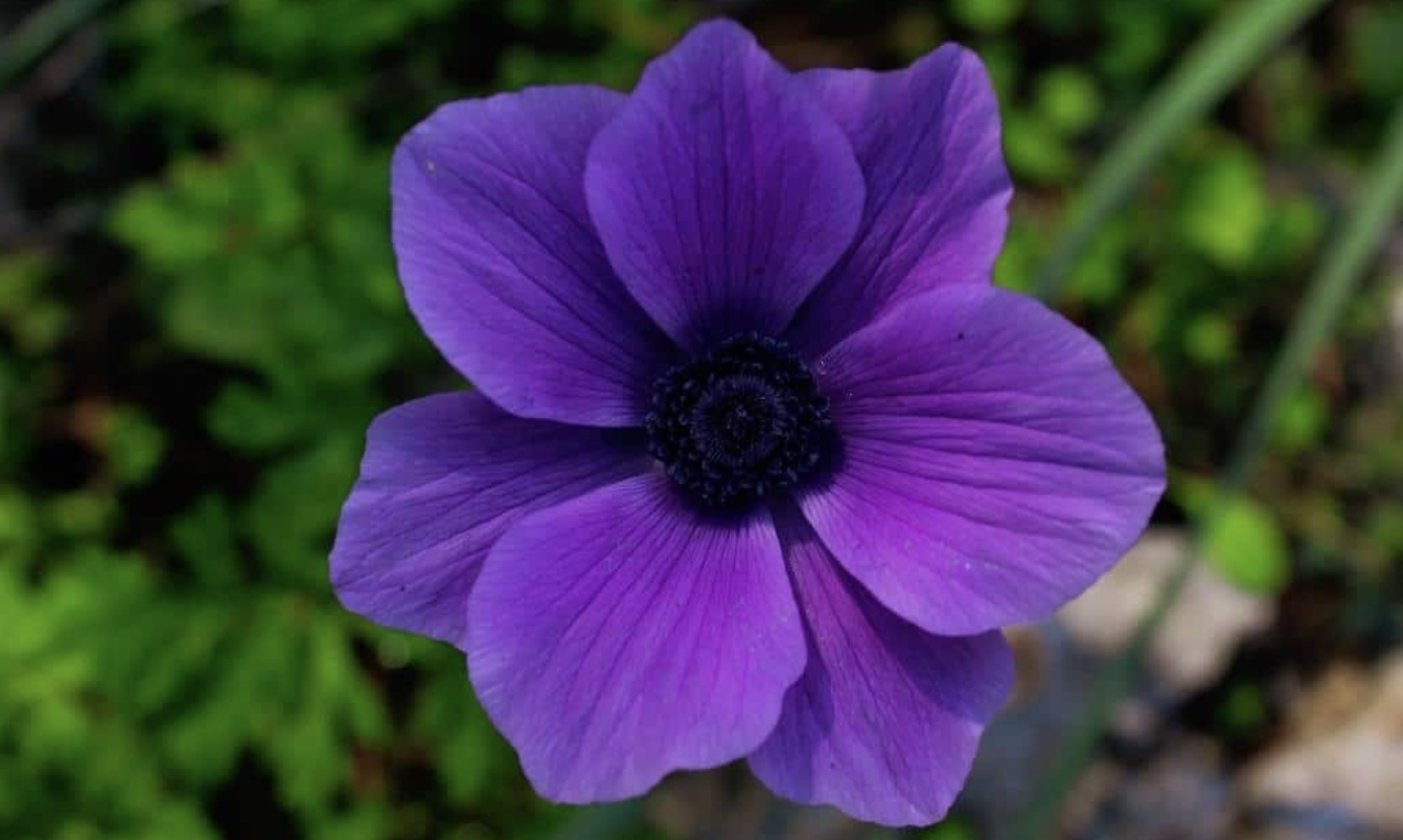 Flower 213