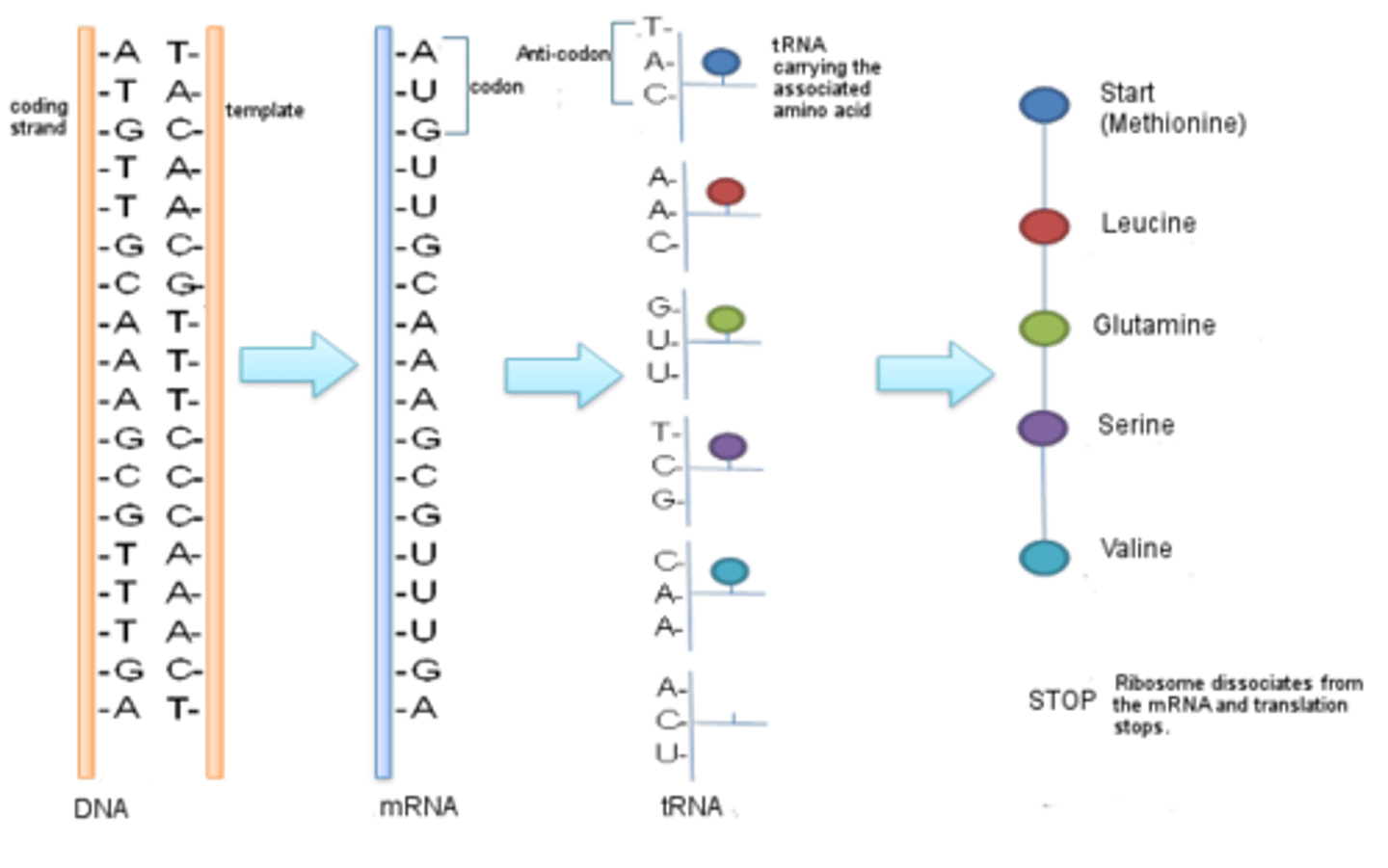 <p>- the gene coding for the protein remains in</p><p>the nucleus</p><p>- mRNA molecules carry a copy of the gene</p><p>to the cytoplasm</p><p>- the mRNA passes through ribosomes</p><p>- the ribosome assembles amino acids into</p><p>protein molecules</p><p>- the specific order of amino acids is</p><p>determined by the sequence of bases in</p><p>the mRNA</p>
