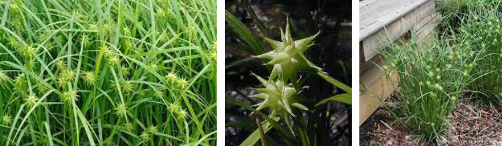 -seed heads look like maces
-greenish yellow to brown seed heads