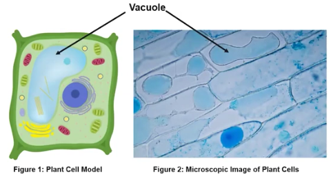 <p>Vacuoles</p>