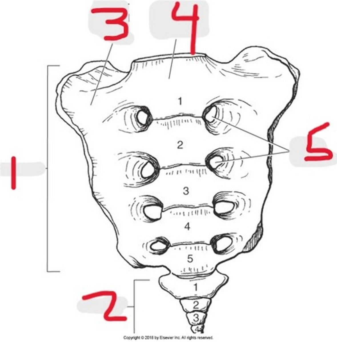 <p>Name all numbered structures</p>