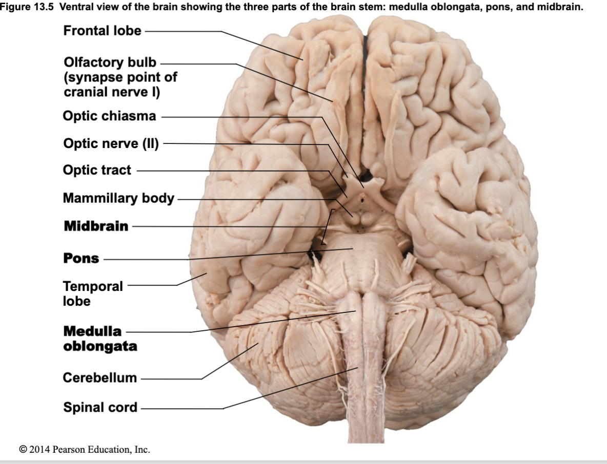 <p><span style="background-color: inherit; line-height: 21.85px; color: windowtext;"><strong>Develops from the mesencephalon (embryonic brain vesicle)</strong></span><span style="line-height: 21.85px; color: windowtext;"><strong>&nbsp;</strong><br></span><span style="background-color: inherit; line-height: 21.85px; color: windowtext;"><strong>Functions:</strong></span><span style="line-height: 21.85px; color: windowtext;"><strong>&nbsp;</strong></span>Controls eye motor movement, Processes visual and auditory information</p><p>Part of brainstem, located between forebrain and hindbrain</p>