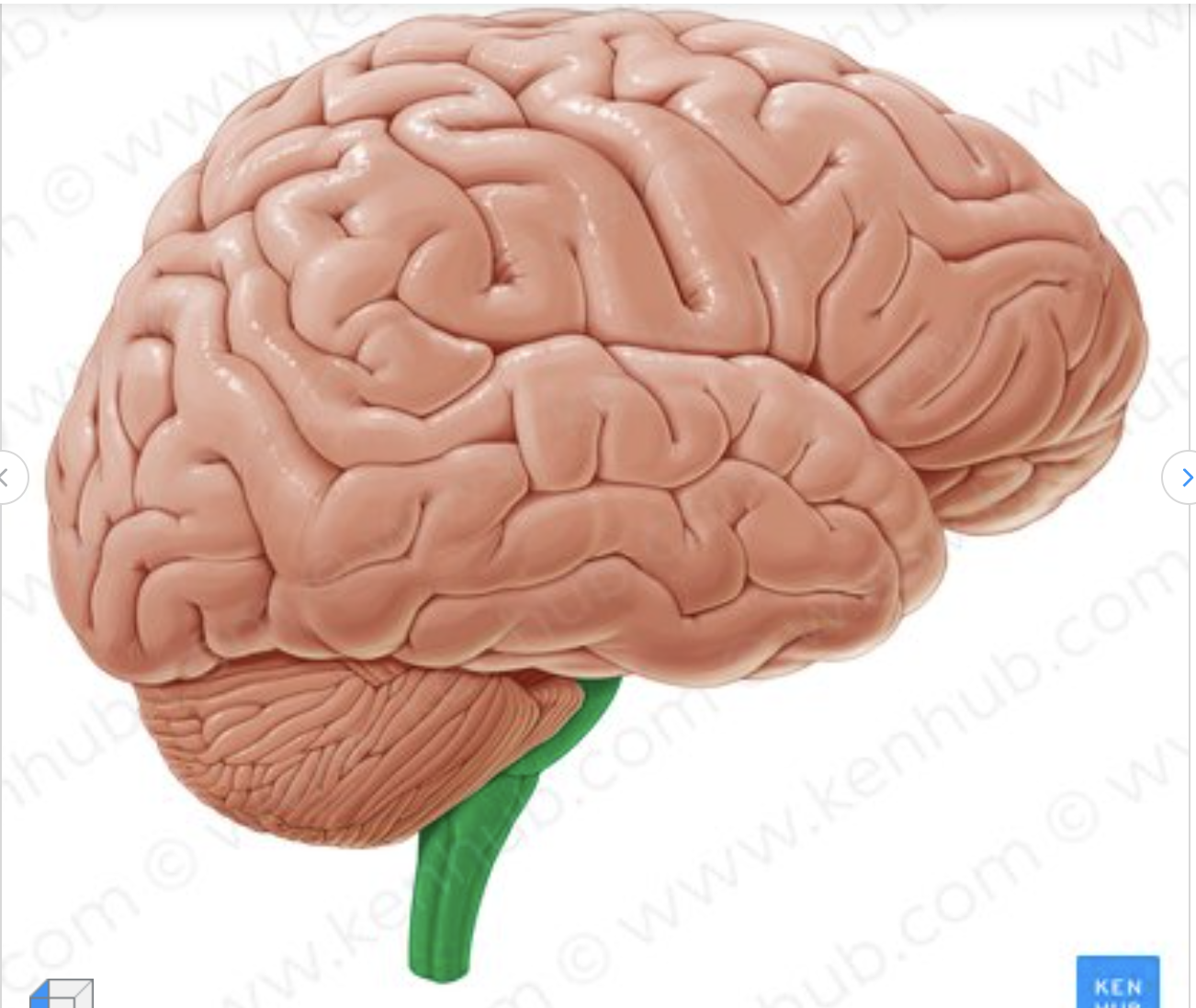 <p>what structure of the brain is depicted in green?</p>