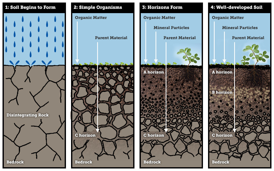 <p>chemical and physical weathering of rocks over time</p>