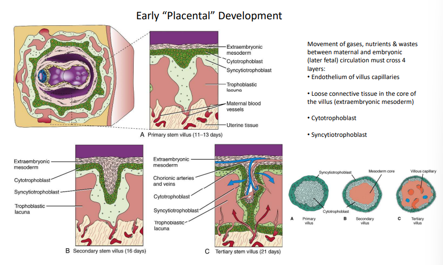 <p>1. endothelium of villus capillaries</p><p>2. loose connective tissue in villus core</p><p>3. cytotrophoblast</p><p>4. syncytiotrophoblast</p>