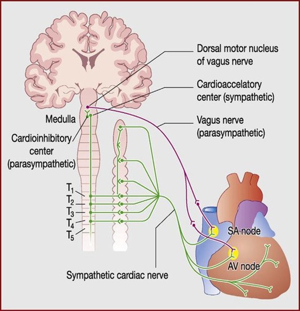 <p>Part of the autonomic nervous system, reduces heart rate.</p>