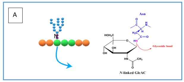<p>Carbohydrate is attached to a functional group on the protein.</p>