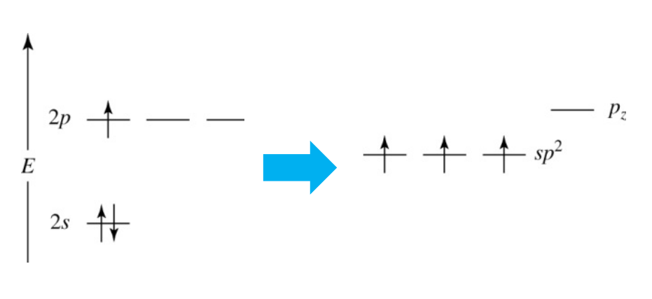 <p>Empty orbitals are not used in hybridization.</p>